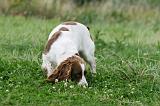 SPRINGER SPANIEL 078
